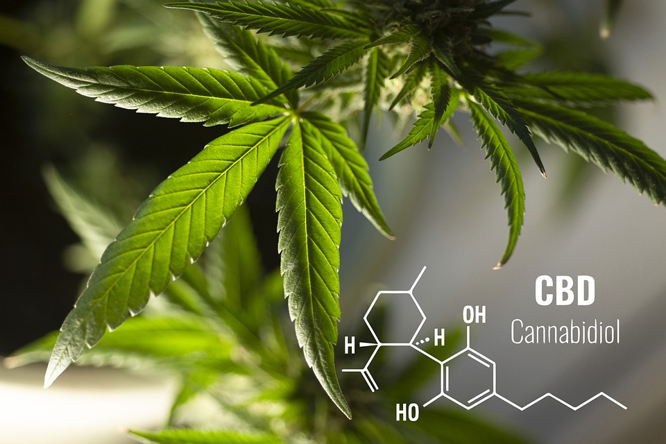 cannabis cbd cannabidiol