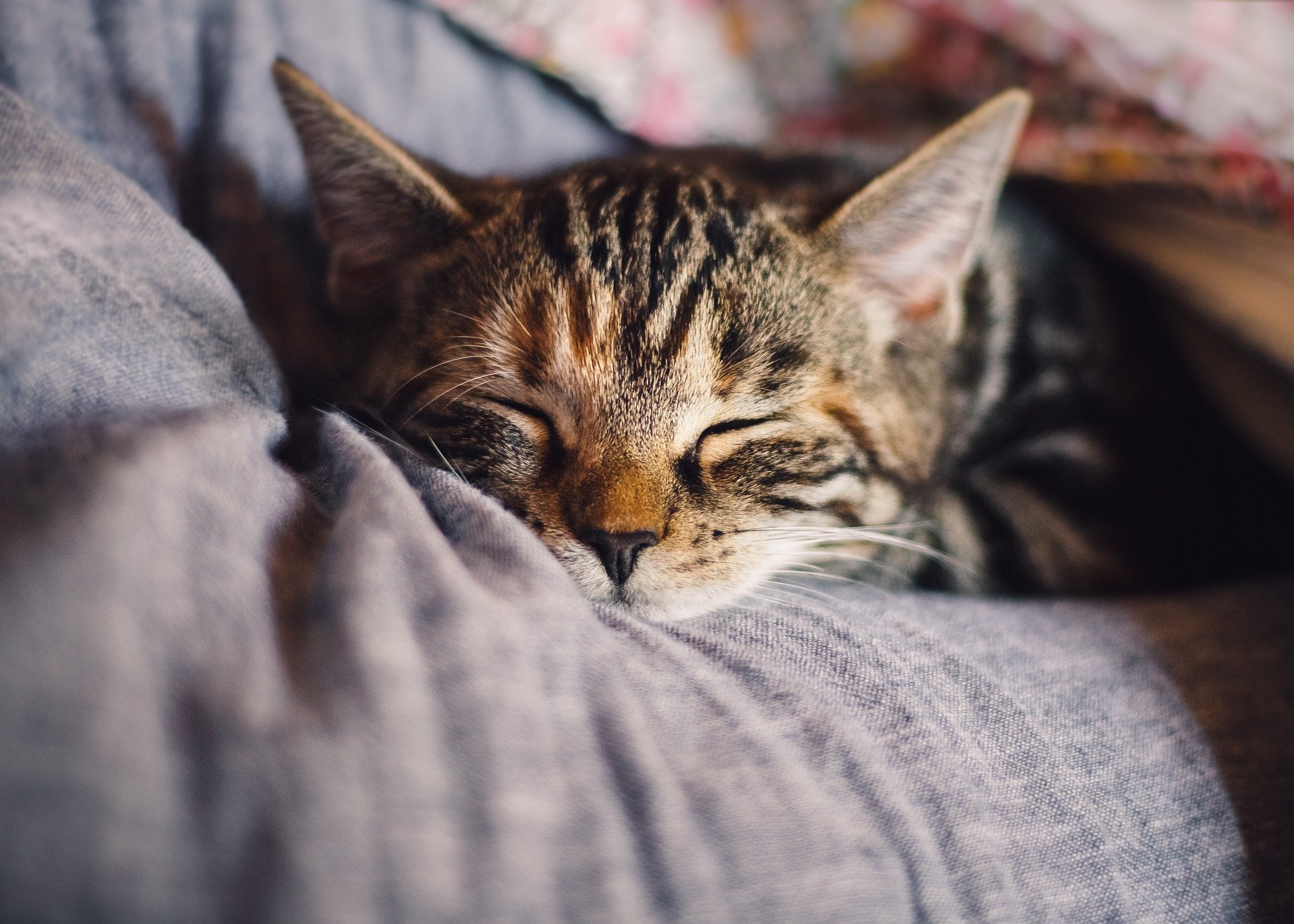 Cannabis y Gatos: ¿Es seguro dar CBD a mi gato?