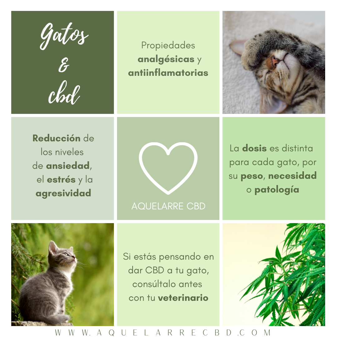 cbd y gatos, beneficios cannabis marihuana