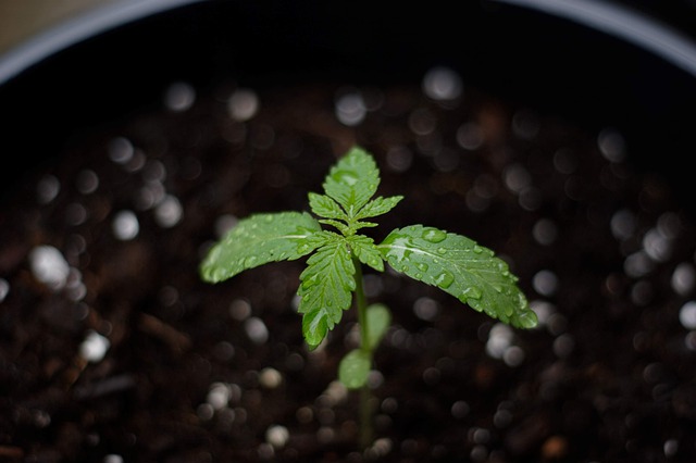 plantula cannabis cbd
