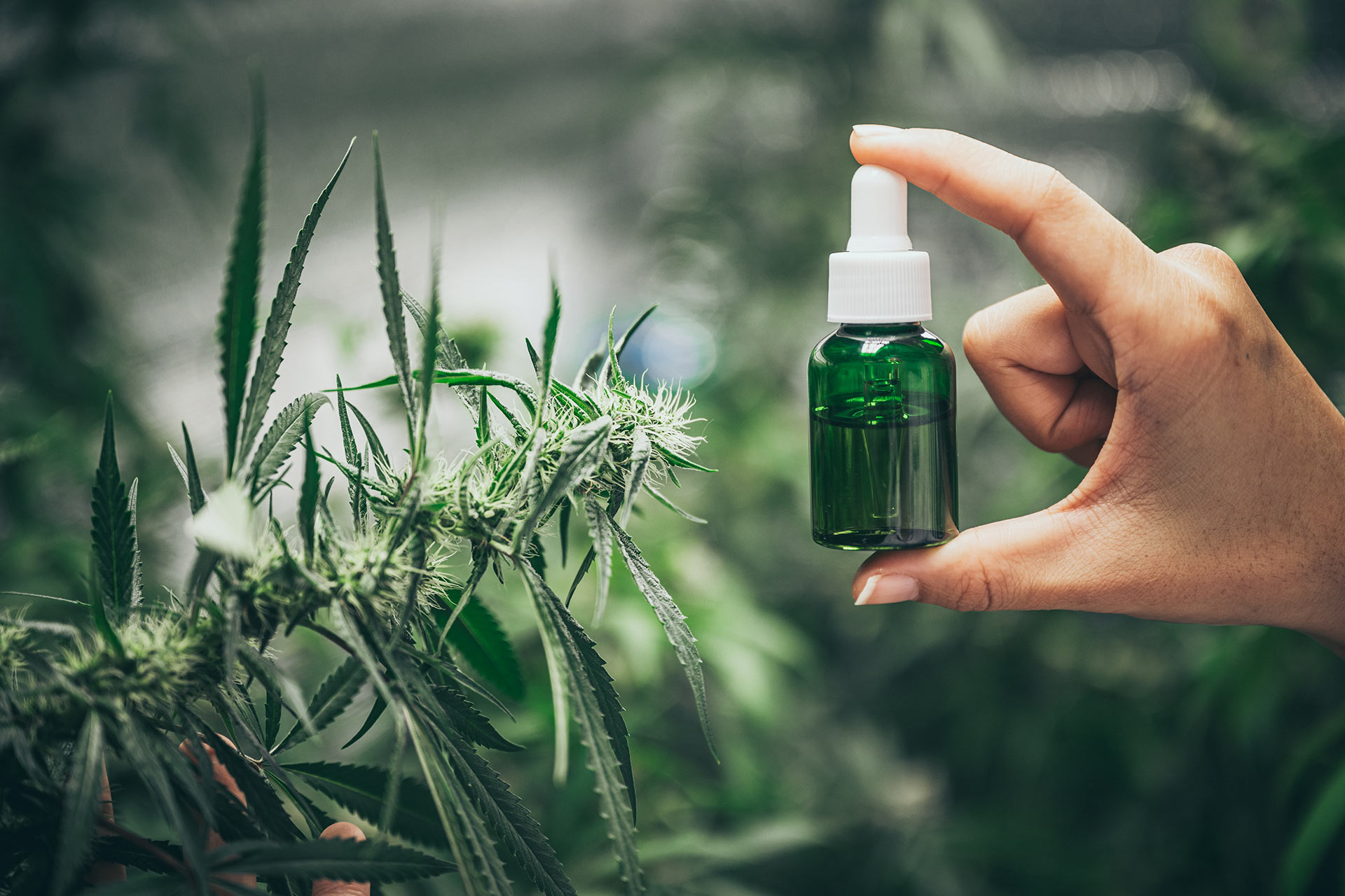 Guía completa de los diferentes productos de CBD: Aceites, cremas, flores de CBD, resinas y más