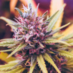 comprar cbd de calidad en barcelona españa. mejor tienda cbd online catalunya
