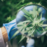 cogollos cbd. estudios cientificos