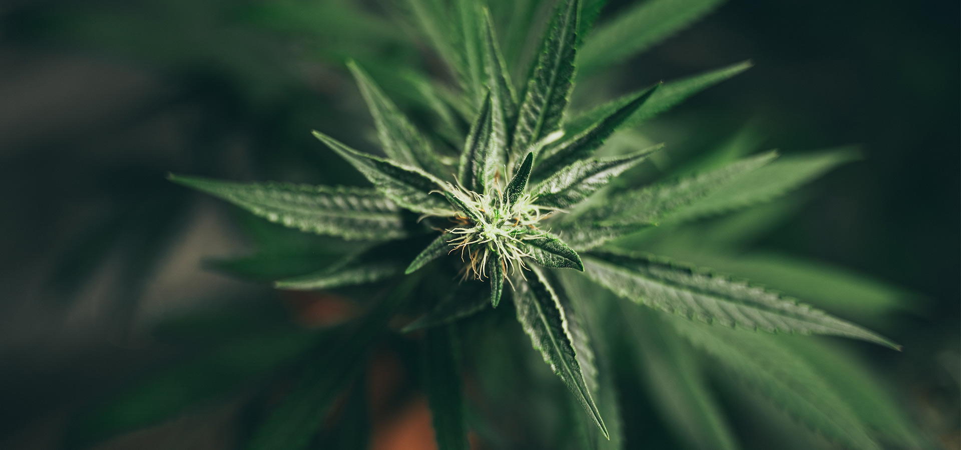 Marihuana CBD y hongos funcionales: qué son y para qué sirven