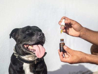 cbd-oil-dogs-5441169_1280